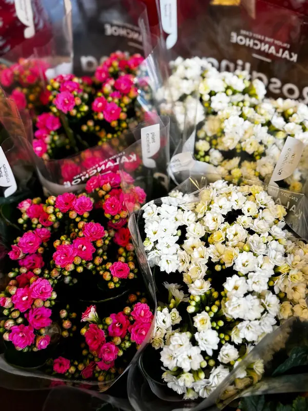 Plante 1 - Calanchoe 