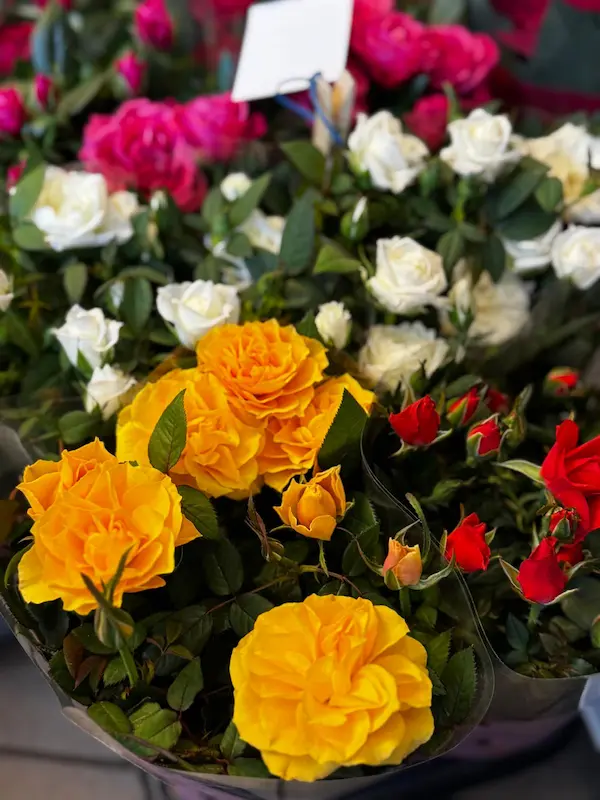 Plante 4 - Trandafirași 