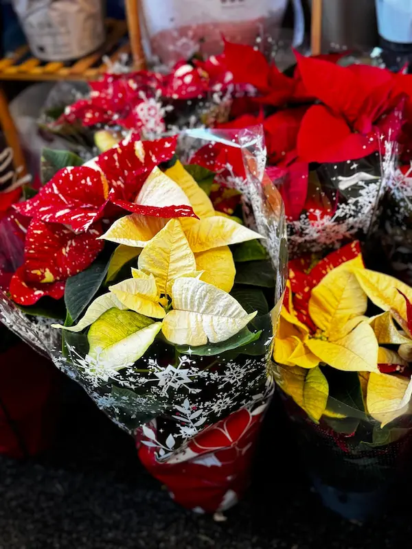 Oferte săptămânii 3