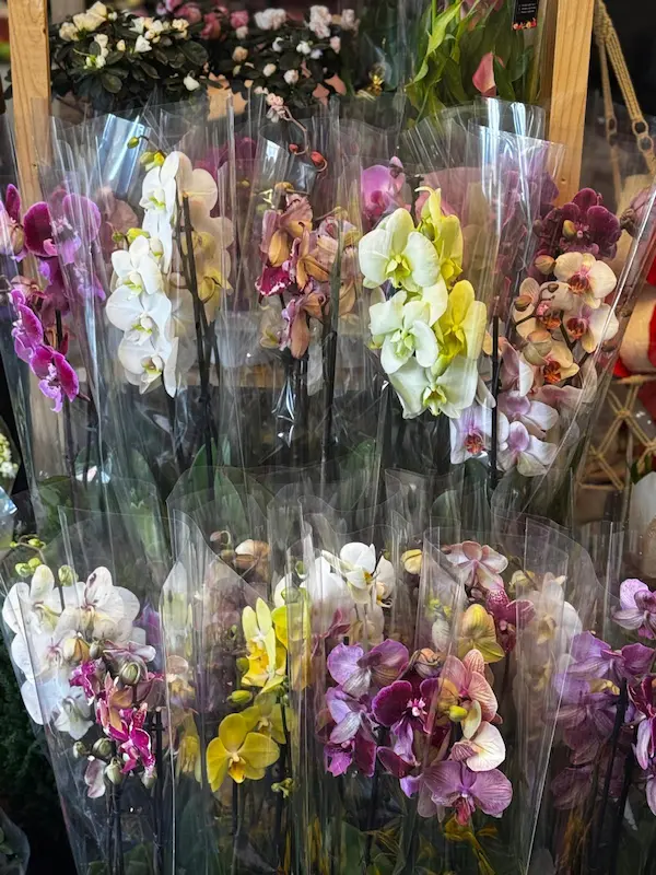 Plante 12 - La Flowers by Bella vă așteptăm cu o gamă variată de flori si plante