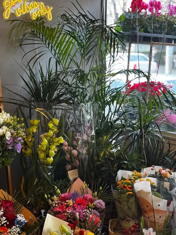 Plante 13 - La Flowers by Bella vă așteptăm cu o gamă variată de flori si plante