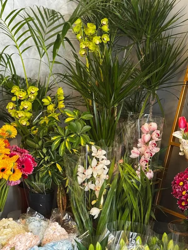 Plante 14 - La Flowers by Bella vă așteptăm cu o gamă variată de flori si plante