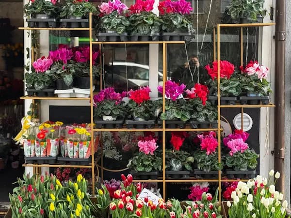 Plante 15 - În fiecare petală care se deschide primăvara, natura își scrie din nou povestea în culori și parfum