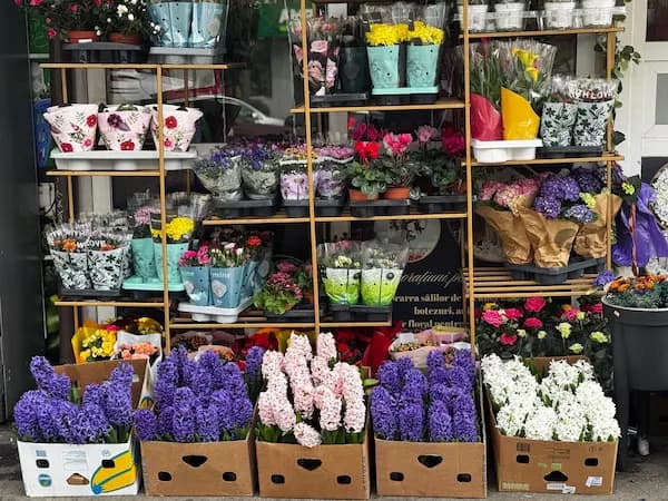 Plante 16 - În fiecare petală care se deschide primăvara, natura își scrie din nou povestea în culori și parfum