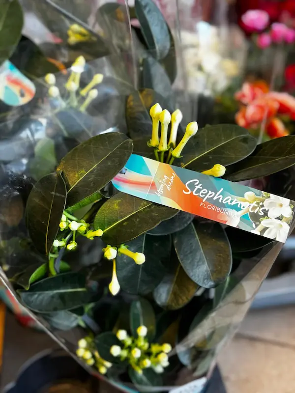 Plante 7 - Stephanotis