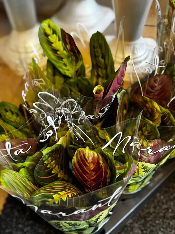 Plante 3 - Maranta