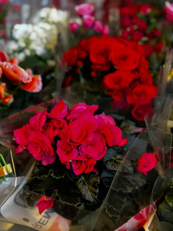 Plante 5 - Begonia